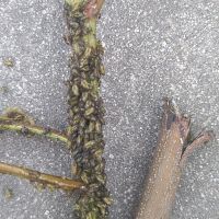 上海園林綠化養(yǎng)護病蟲害高發(fā)，欒樹多態(tài)芽蟲防治